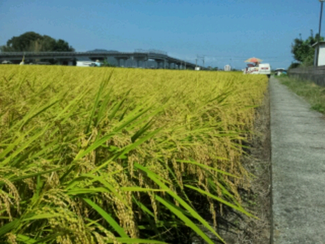 お米の収穫です